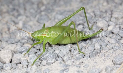 Plumpschrecke Isophya kraussi Foto W. Willner-7