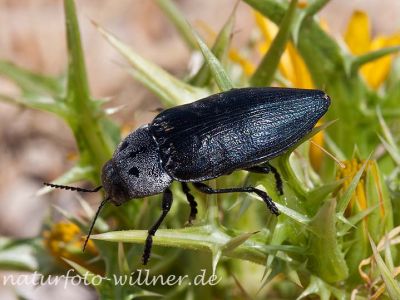Prachtkäfer (Capnodis tenebrionis) Foto H. Tuschl Naturfoto Willner-2-2
