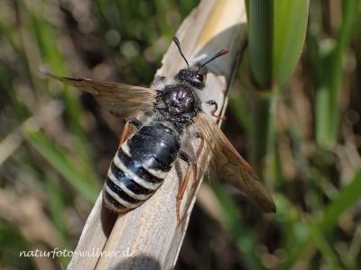 Praia taczanowskii Foto W. Willner P5010187