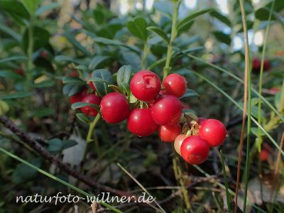 Preiselbeere Foto W. Willner 7280182