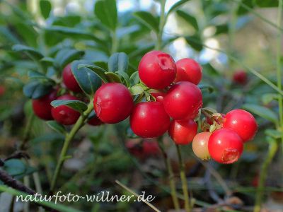 Preiselbeere Foto W. Willner 7280188