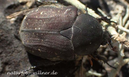 Protaetia morio Foto W. Willner P5110077