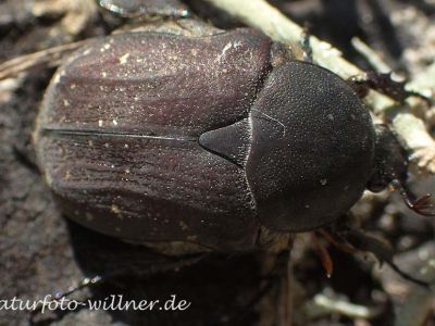 Protaetia morio Foto W. Willner P5110077
