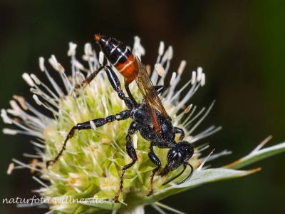 Pryonix kirbii Neusiedler See Foto W. Willner 6