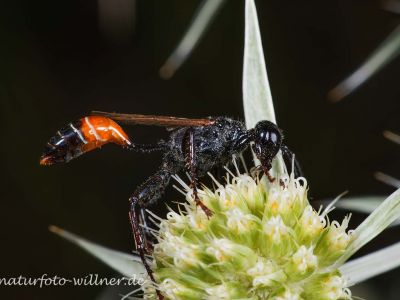 Pryonix kirbii Neusiedler See Foto W. Willner 7