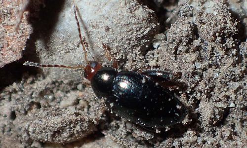 Psylliodes sophiae 3 Foto W. Willner Naturfoto