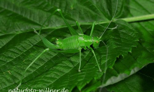 Punktierte Zartschrecke Leptophyes punctatissima Foto W. Willner DSC_4569