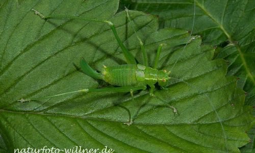 Punktierte Zartschrecke Leptophyes punctatissima Foto W. Willner DSC_4582