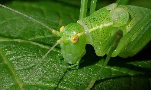 Punktierte Zartschrecke (Leptophyes punctatissima) Foto W. Willner P7110783