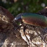 Puppenräuber 53 Foto W. Willner