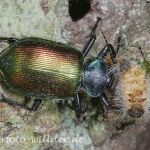 Puppenräuber (Calosoma sycophanta) mit erbeuteter Eichenprozess