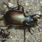 Puppenräuber Foto W. Willner4