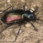 Puppenräuber Foto W. Willner6