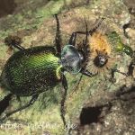 Puppenräuber Foto W. Willner7