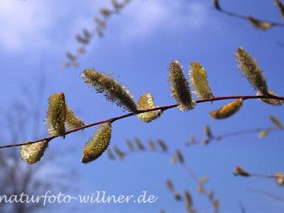 Purpur-Weide (Salix purpurea) Foto W. Willner-3