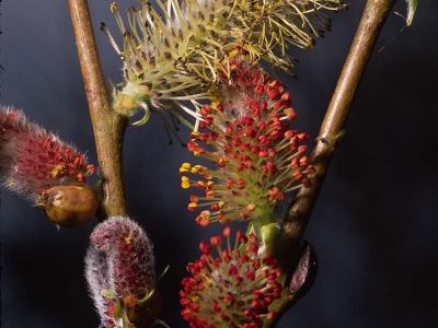 Purpur-Weide (Salix purpurea) Foto W. Willner-4