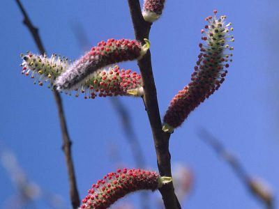 Purpur-Weide (Salix purpurea) Foto W. Willner-5