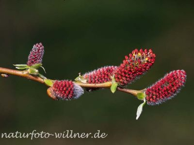 Purpur-Weide (Salix purpurea) Foto W. Willner