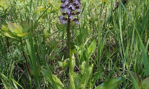 Purpurknabenkraut Orchis purpurea Foto W. Willner P5020117