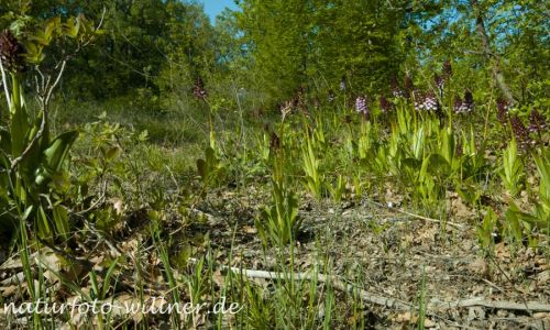 Purpurknabenkraut Orchis purpurea Foto W. Willner _2017-08-17_0941_C0006_000023