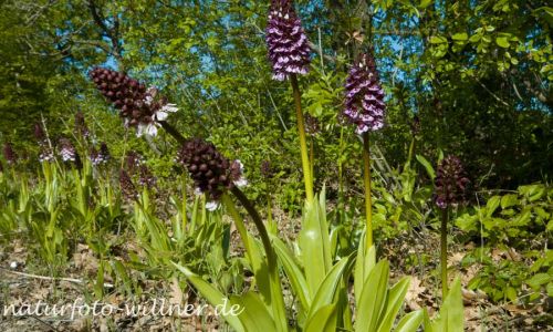 Purpurknabenkraut Orchis purpurea Foto W. Willner _2017-08-17_0942_C0007_000023