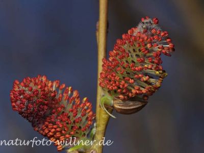Purpurweide (Salix purpurea) Foto W. Willner-2-2