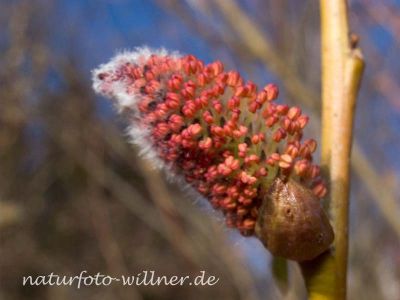 Purpurweide (Salix purpurea) Foto W. Willner-2