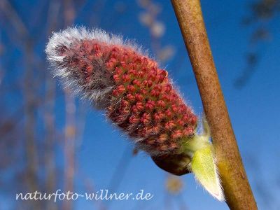 Purpurweide (Salix purpurea) Foto W. Willner-7