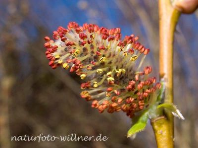 Purpurweide (Salix purpurea) Foto W. Willner