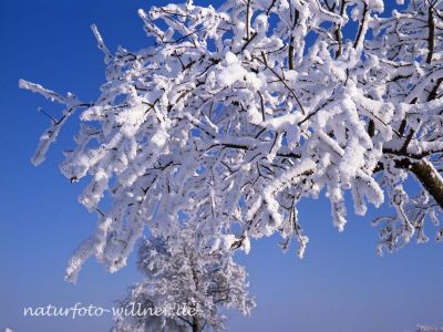 Raureif Foto W. Willner_326
