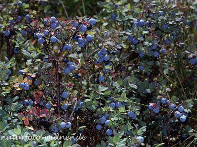 Rauschbeere (Vaccinium uliginosum)