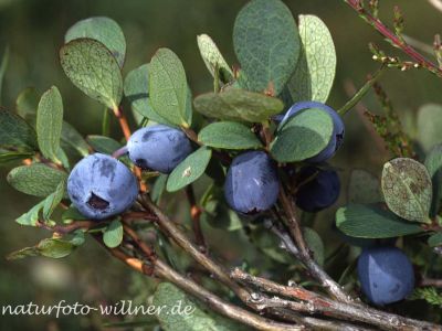 Rauschbeere Foto W. Willner2