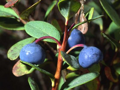 Rauschbeere (Vaccinium uliginosum)