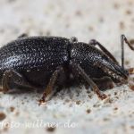 Raustreifiger Dickmaulrüssler Otiorhynchus rugosostriatus Foto W. Willner