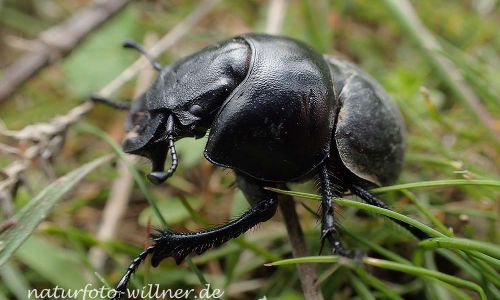Rebschneider (Lethrus apterus)Foto W. Willner P4300166
