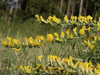 Regensburger Zwergginster (Chamaecytisus ratisbonensis) 4 Foto W. Willner