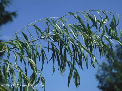 Reifweide Salix daphnoides Foto W. Willner