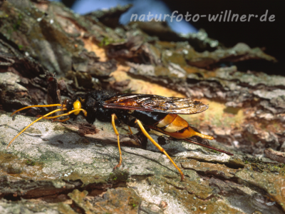 Riesenholzwespe 1 (Uroceras gigas) Foto W. Willner-2