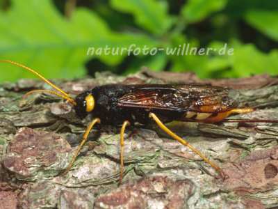 Riesenholzwespe 1 (Uroceras gigas) Foto W. Willner-8