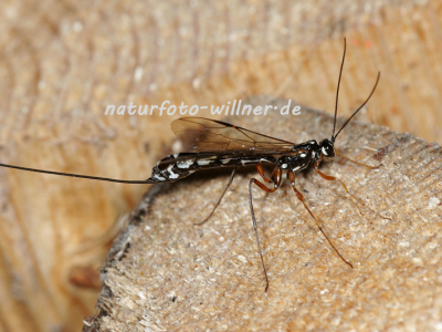 Riesenschlupfwespe 5 Foto W. Willner