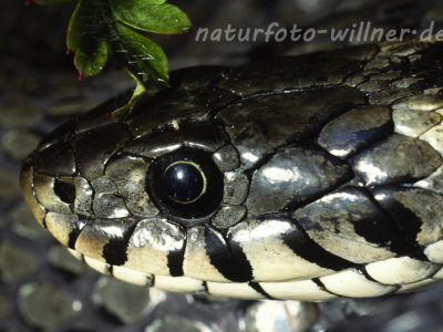 Ringelnatter Foto W. Willner10