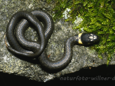 Ringelnatter Foto W. Willner11