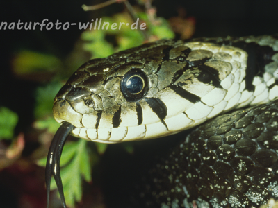Ringelnatter Foto W. Willner2