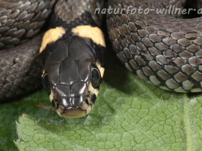 Ringelnatter Foto W. Willner20