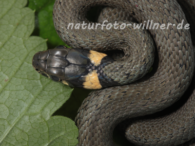Ringelnatter Foto W. Willner24