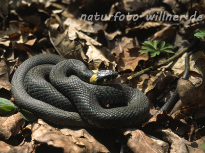 Ringelnatter Foto W. Willner4