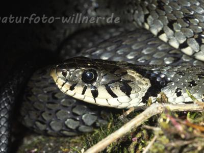 Ringelnatter Foto W. Willner9