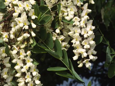 Robinie (Robinia pseudoacacia)