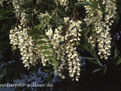 Robinie (Robinia pseudoacacia)