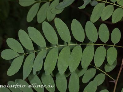Robinie Robinia pseudoacia Foto Wolfgang Willner Naturfoto-6